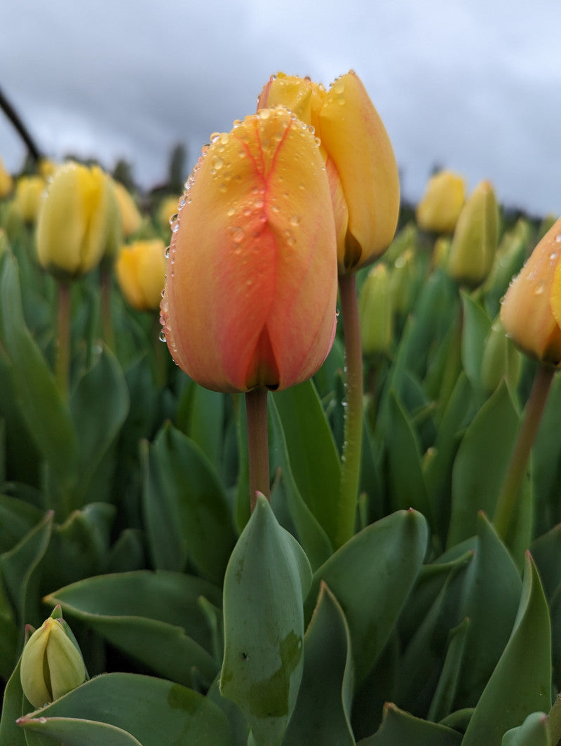 Photoshoot on the Farm