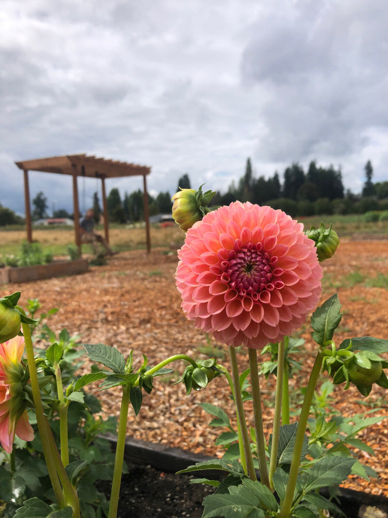 Photoshoot on the Farm