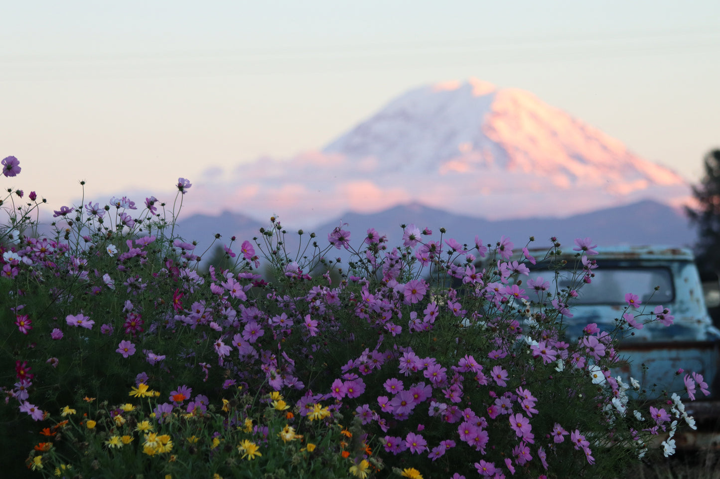 Flower Farm near Seattle with Mt Rainier backdrop