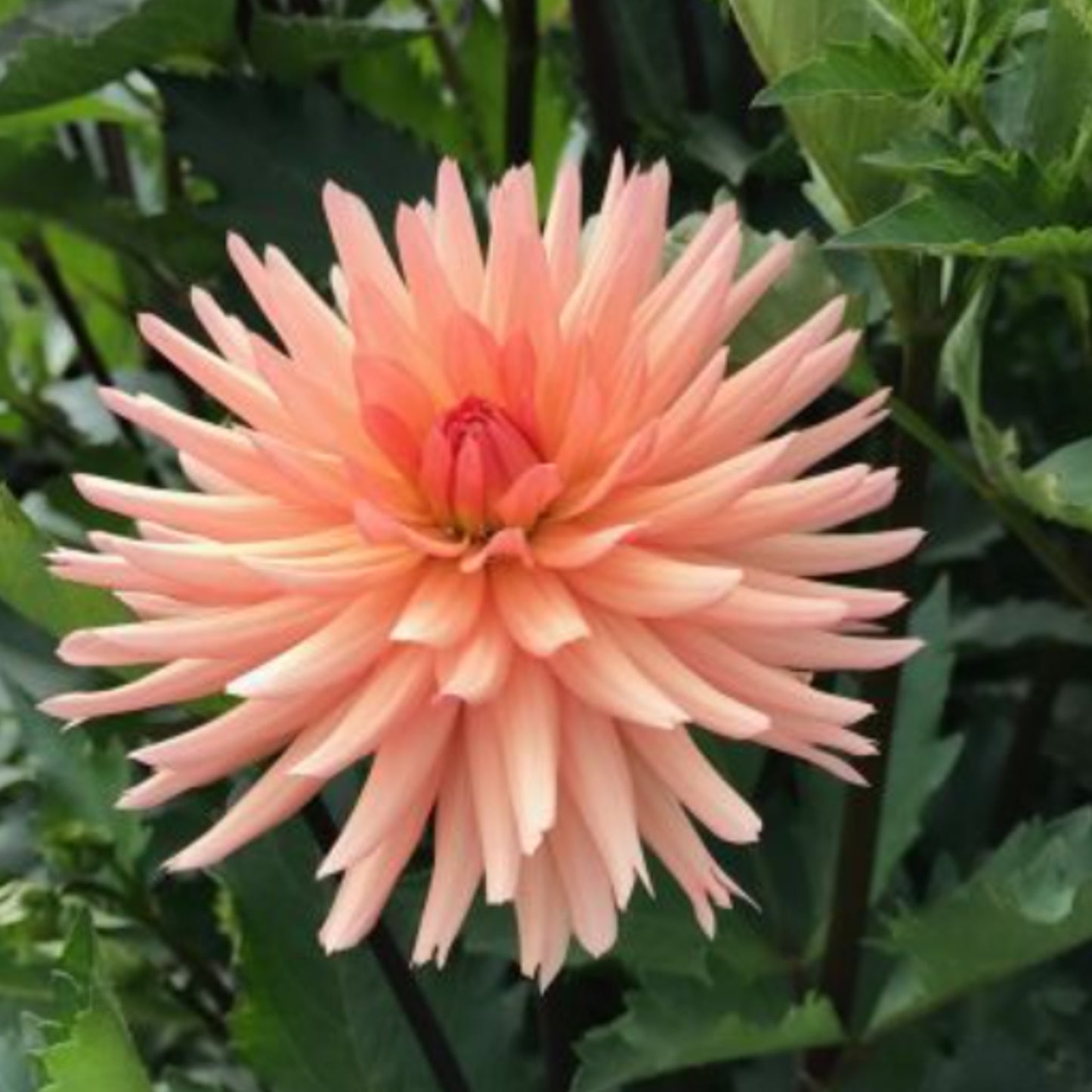 Peach Fuzz