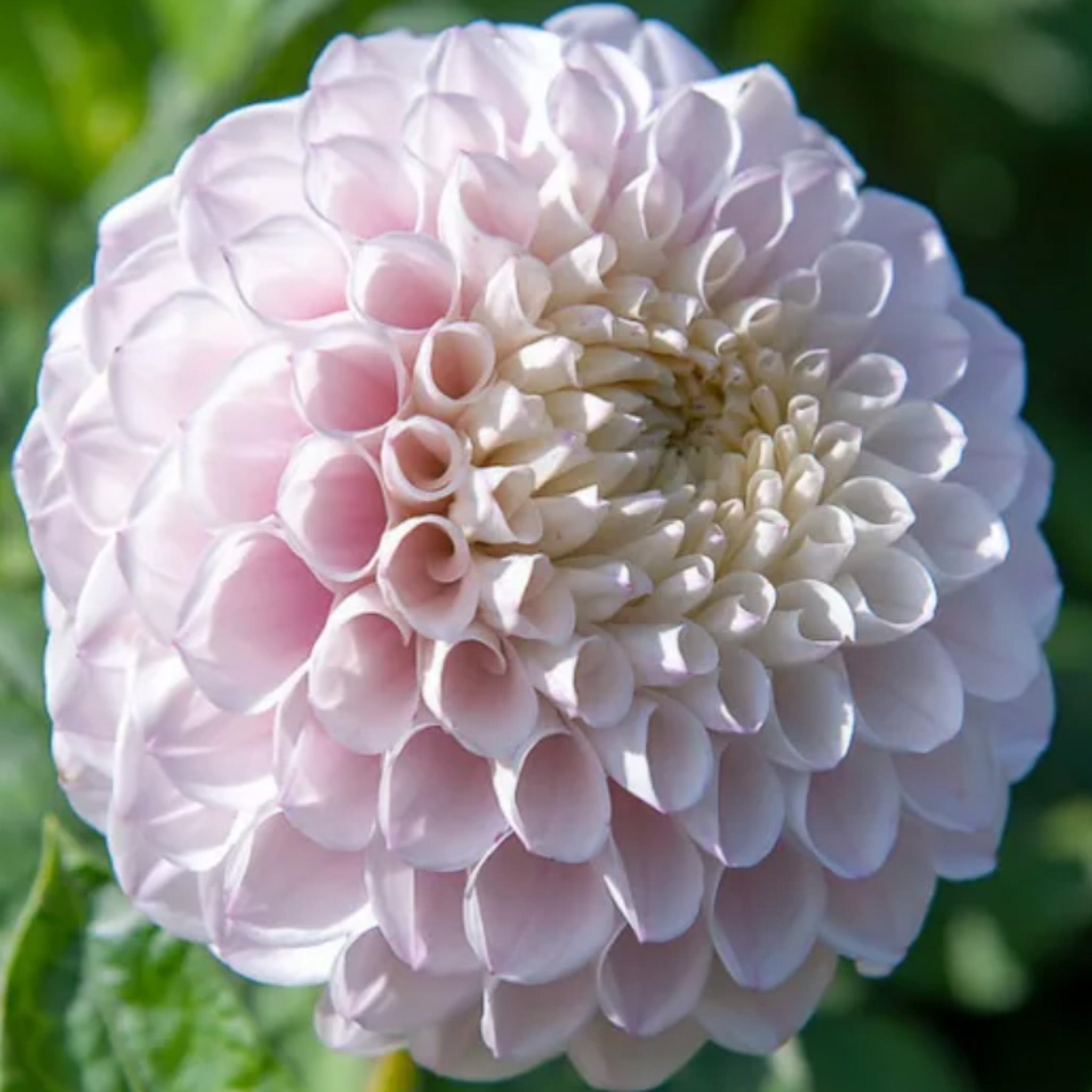 Pink Pearl – Breilee
