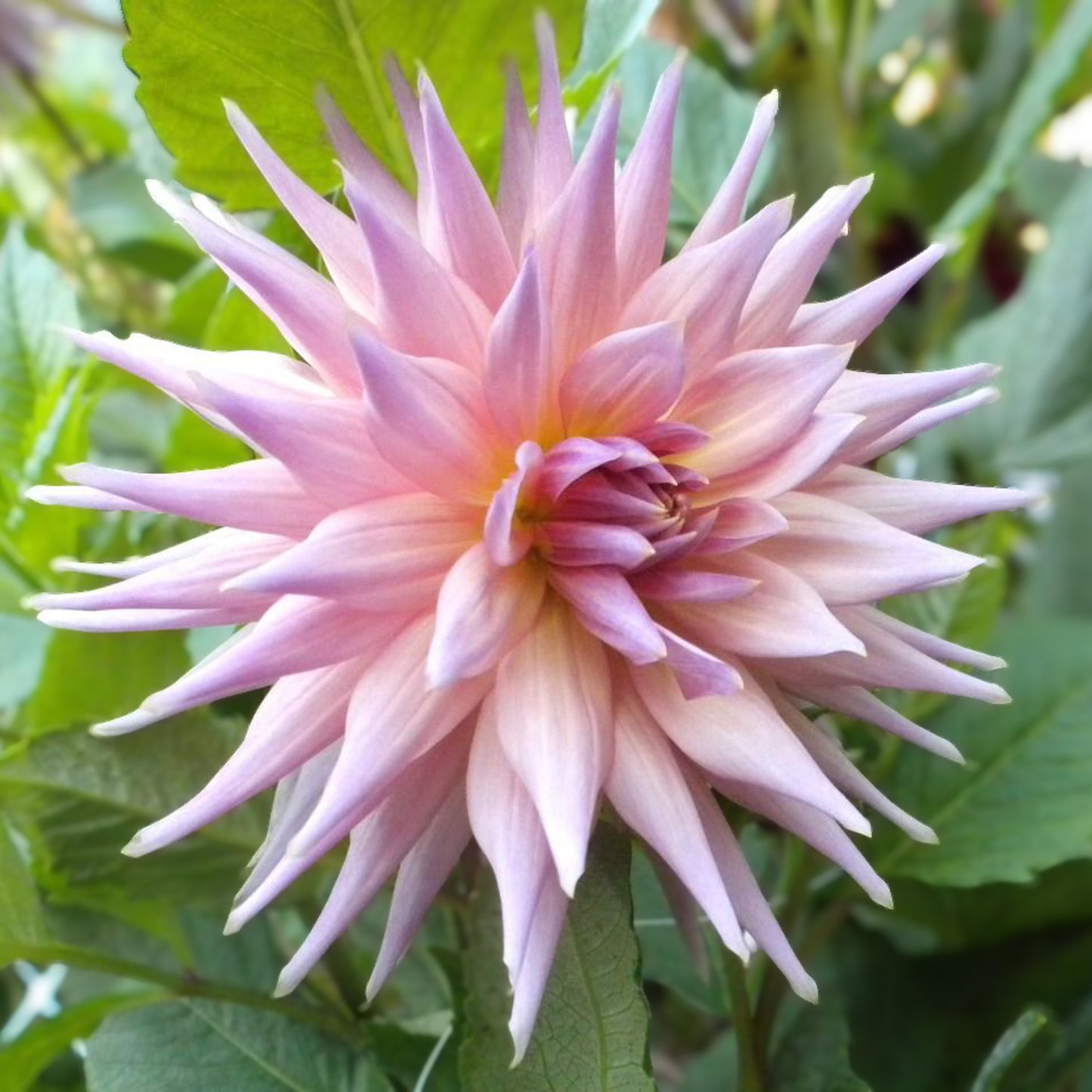 Wynn's Mauve Mist